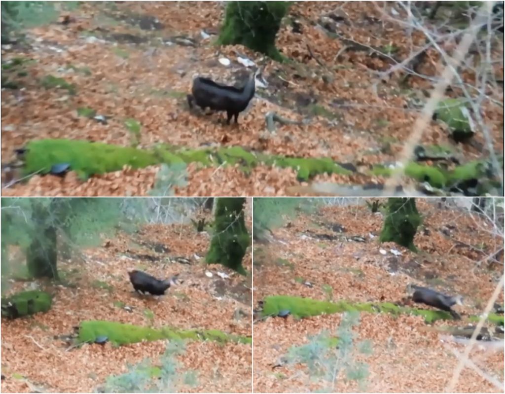 VIDEO: Imagini rare cu o turmă de capre negre, surprinse în Parcul Natural Apuseni. Sunt animale sfioase, care evită omul