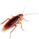 cockroach periplaneta americana