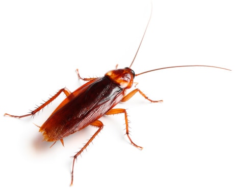 cockroach periplaneta americana