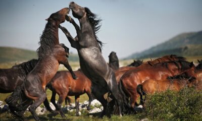 wild horses fight for mating rights in the cincar mountains, bosnia june 2010