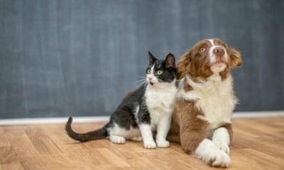 a super cute duo of a cat and a dog.