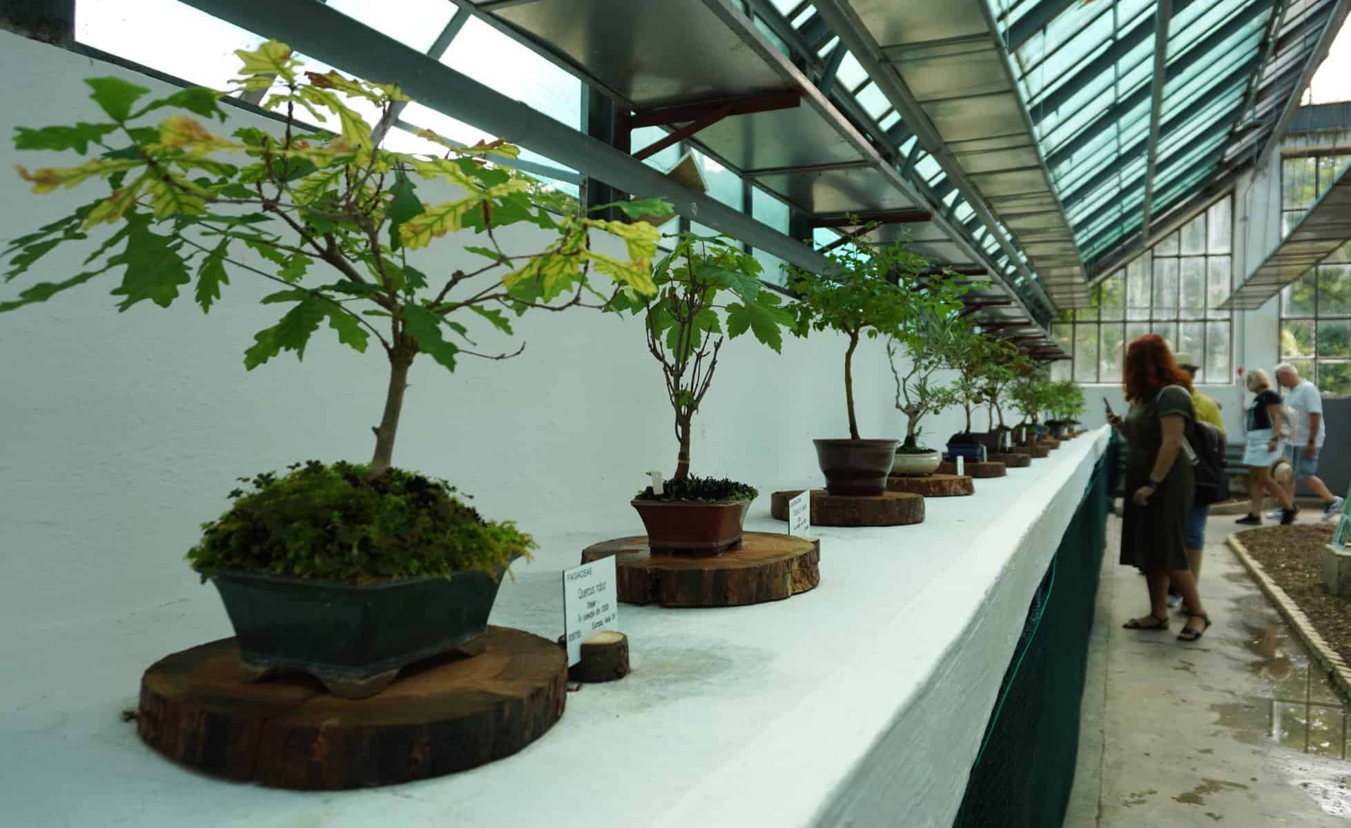 bonsai gradina botanica (1)