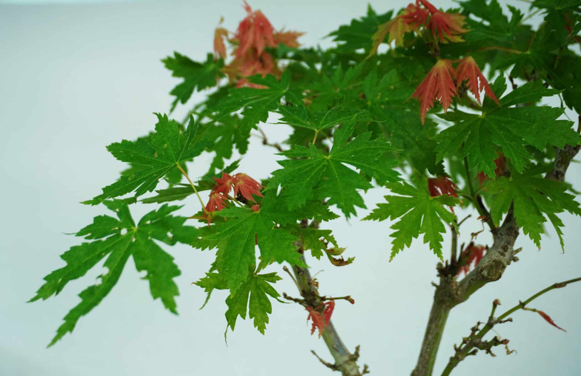 bonsai gradina botanica (3)