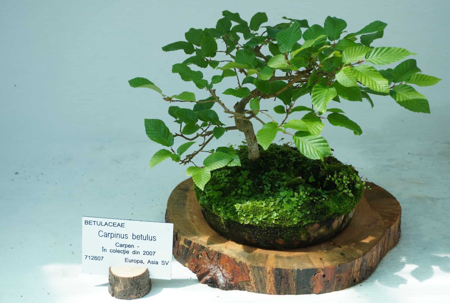 bonsai gradina botanica (4)
