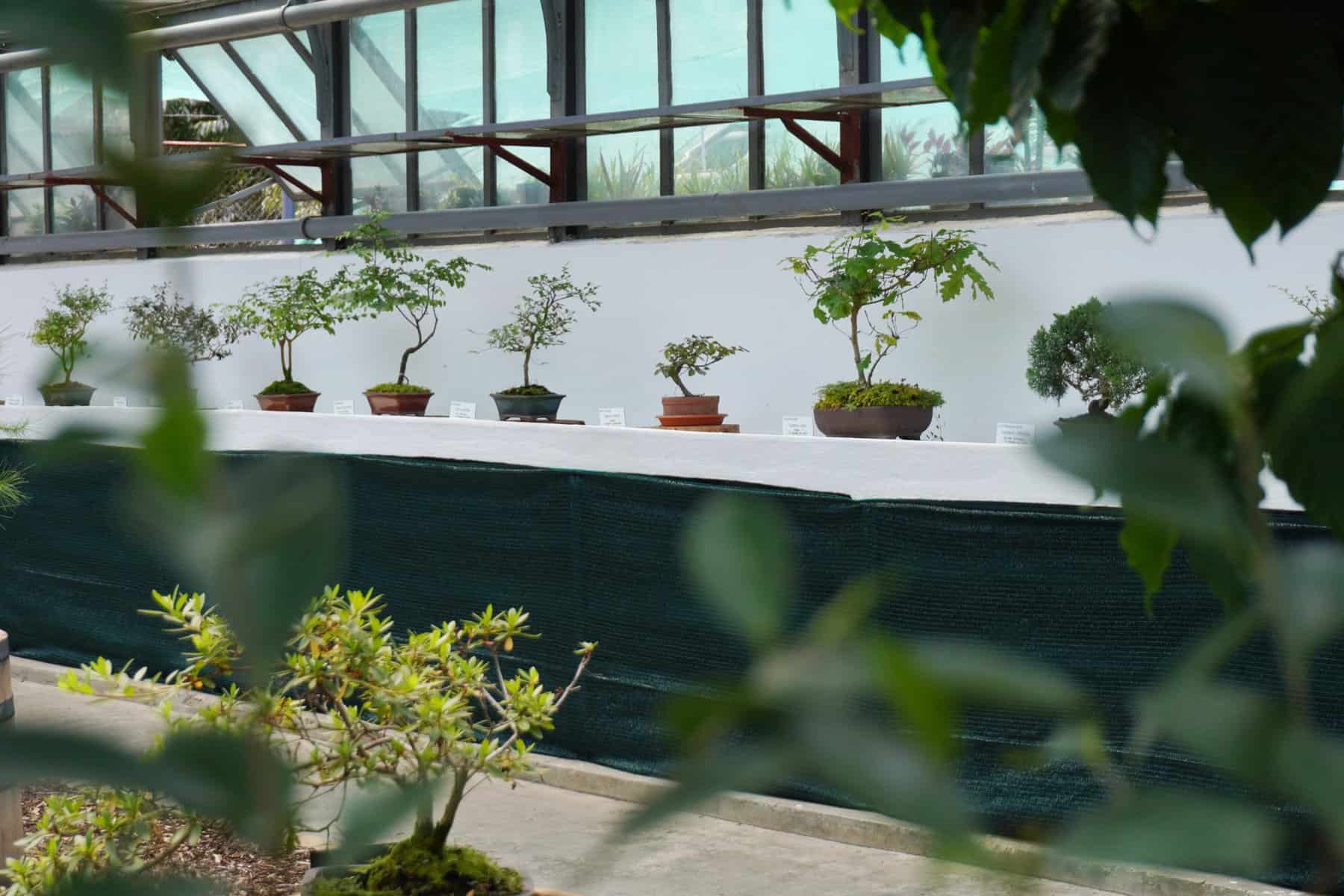 bonsai gradina botanica (5)