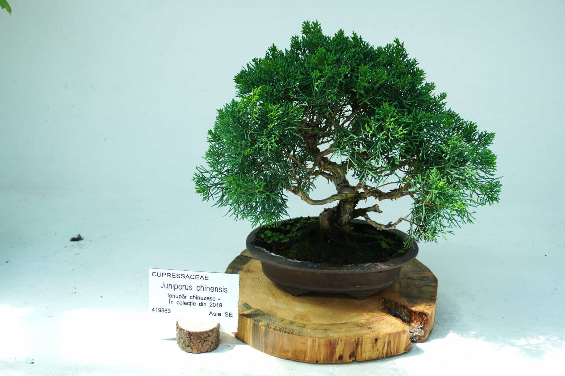 bonsai gradina botanica (7)