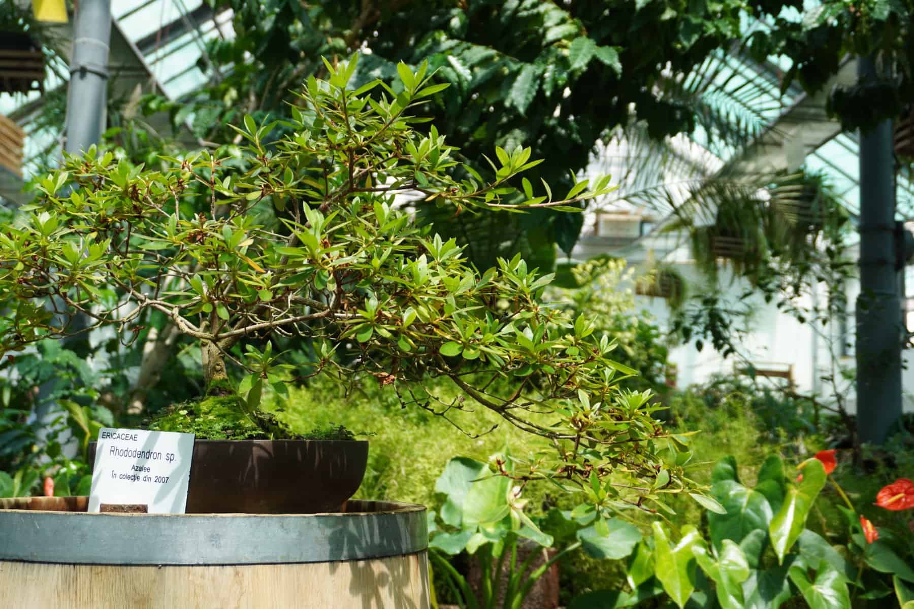 bonsai gradina botanica (8)