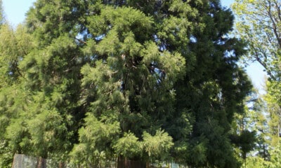 arborele de sequoia