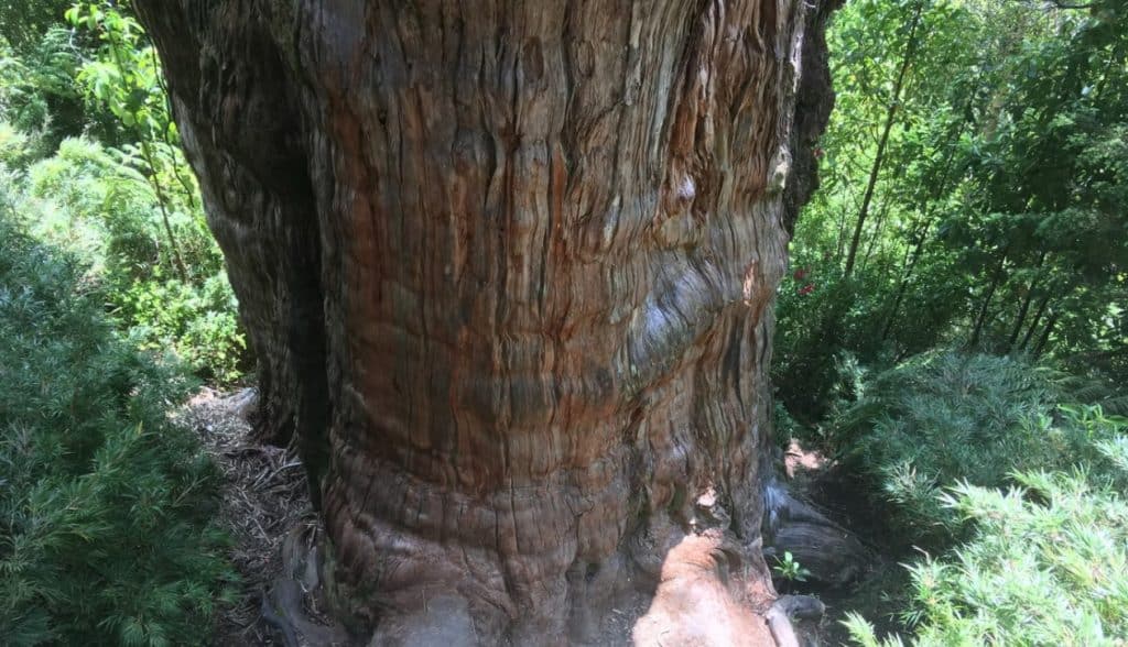 copac arbore vechi