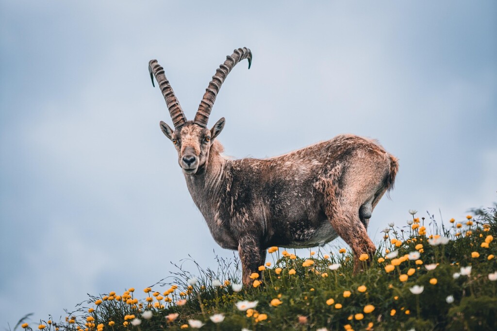 alpine ibex gbaecfabc1 1280