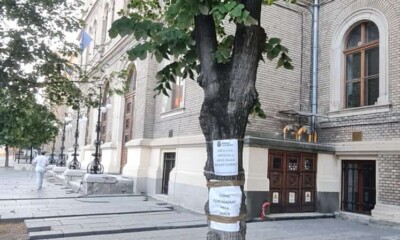 copaci universitatii centru (1)