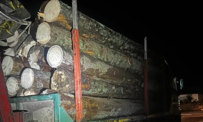 lemn (1)