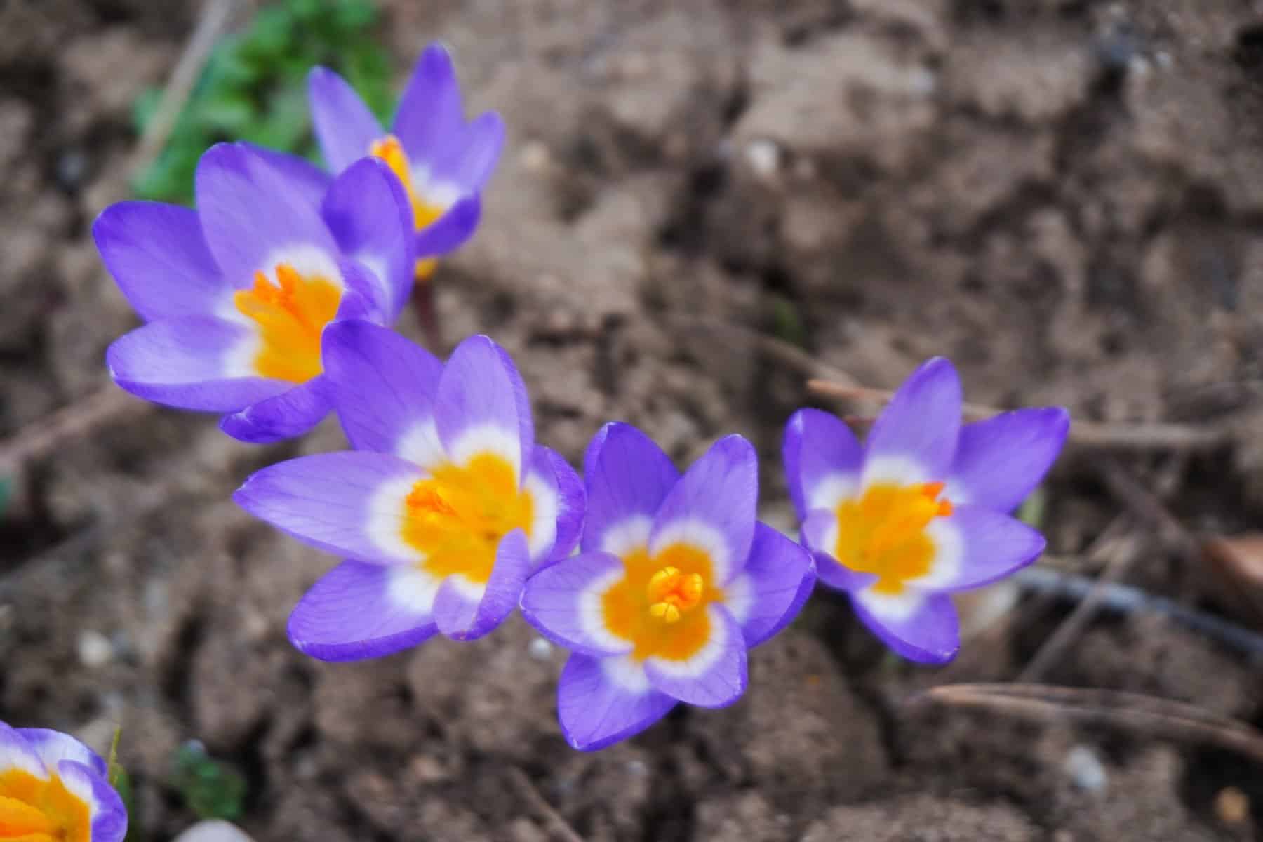Flori Gradina Botanică Cluj