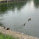 Familie de rațe, „mutată” la Cluj din centrul orașului pe lacul din Iulius Park