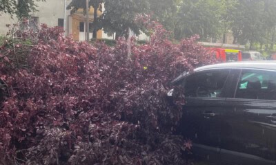 Copaci cazuți pe mașini la Cluj