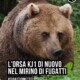 Un urs agresiv ar putea ajunge în România din Italia