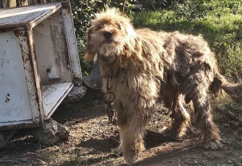 Eliberați animalele din lanț