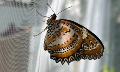 Fluturi la Grădina Botanică Cluj-Napoca