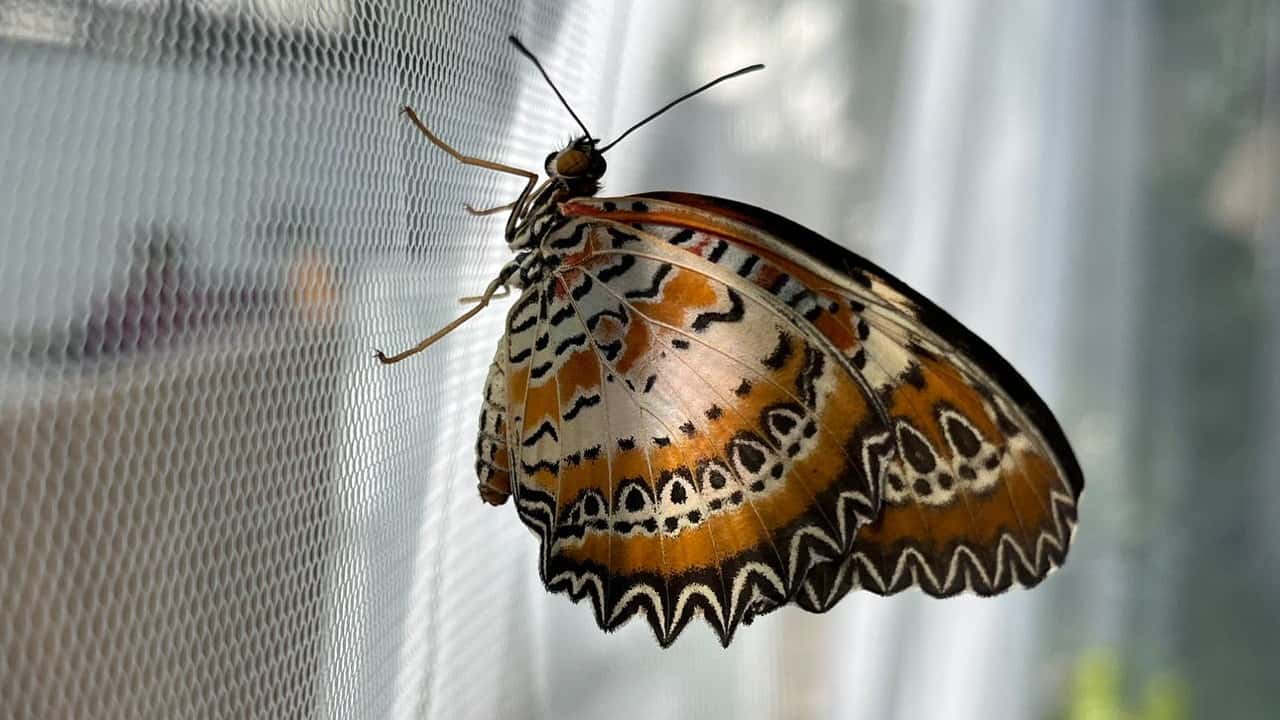 Fluturi la Grădina Botanică Cluj-Napoca