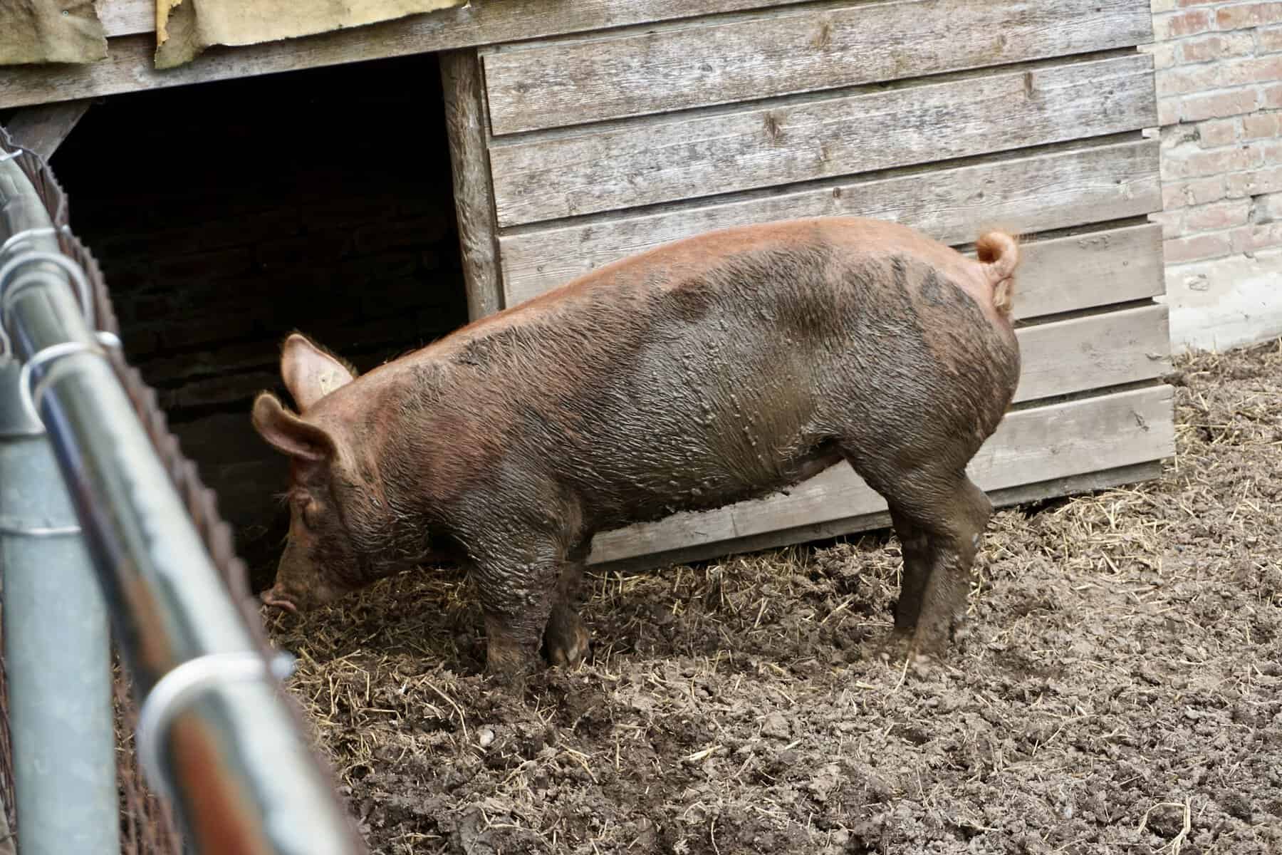 porci